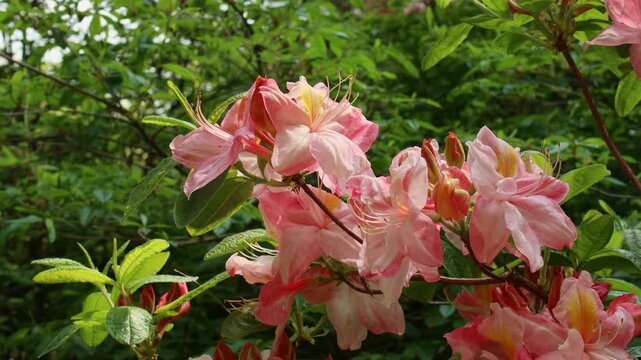 Bright pink Rhododendron flowers with leaves in the garden in summer