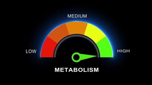 metabolism Level Measuring animation. metabolism a transparent background alpha channel. 4K video level miter concept.