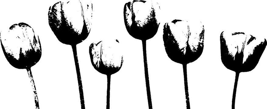 Black and white tulip tepal overlap in stencil style design