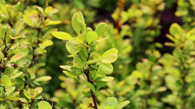 Bright green Thunbergs Barberry (Berberis thunbergii Golden Rocket) leaves and blooming flowers in the garden in spring