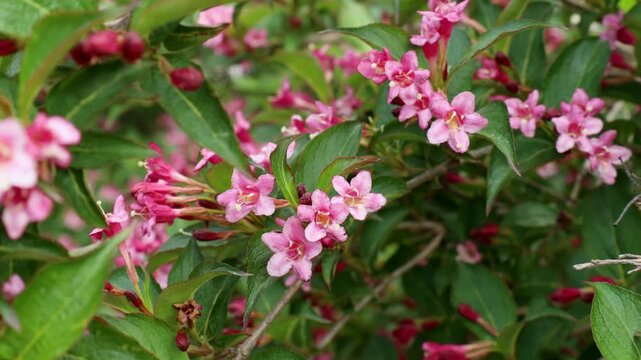Bright pink Weigela hybrida Hort flowers with green leaves in the garden in spring