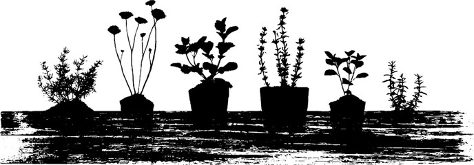 Fototapeta premium Abstract high contrast herbs on window sill in stencil style for home decor