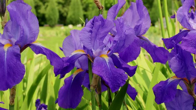 Bright purple and violet blooming Iris xiphium (Bulbous iris, sibirica) on green leaves ang grass background in the garden in spring and summer