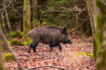 A boar walks in  the forest foraging for food