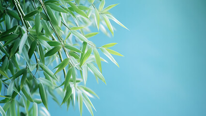Fototapeta premium Bamboo tree branches with fresh green leaves isolated on blue bokeh background