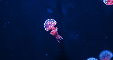 underwater photography jellyfish mastigias papua, spotted jelly, lagoon jelly, golden medusa © Minakryn Ruslan 