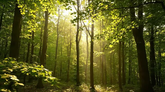 Panoramic landscape of a beautiful green forest with sunbeams shining through the trees. Morning sunlight creating a peaceful and serene atmosphere in the magical woods