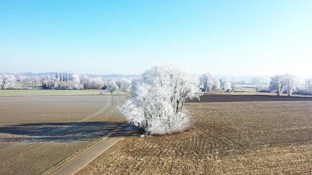 Diese stimmungsvolle Aufnahme zeigt die winterliche Pracht bei Illertissen. M&auml;chtige B&auml;ume, deren filigrane Zweige vollst&auml;ndig von glitzerndem Raureif &uuml;berzogen sind, bilden einen strahlend wei&szlig;en Kon