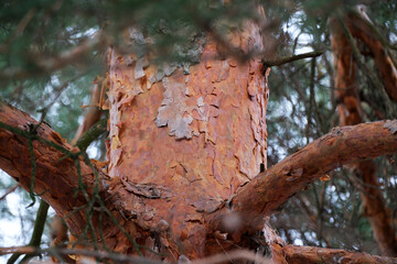 Beauty of a weathered tree captured in serene woodland setting