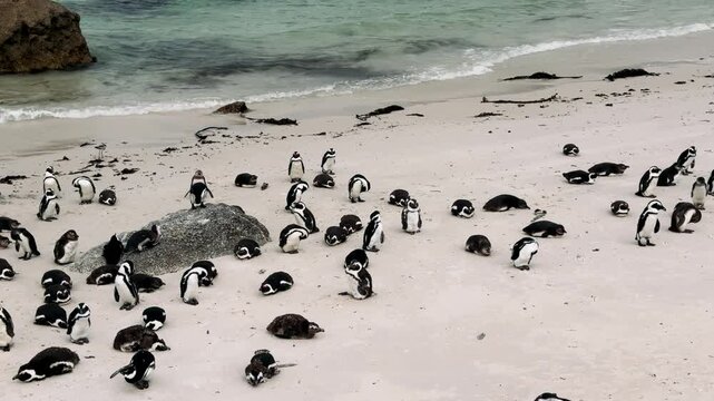 Cape Town penguins on the shore