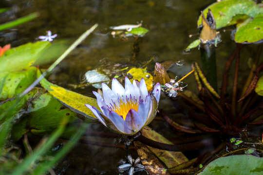 Flor acu&aacute;tica en David, Panam&aacute;