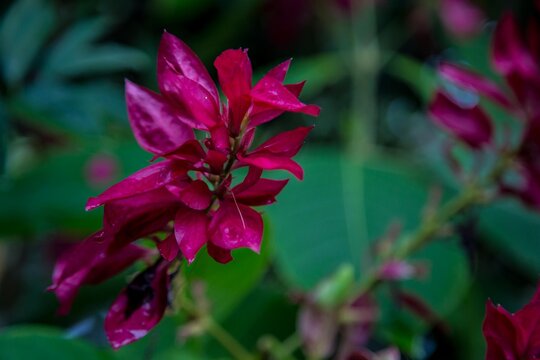 Flores rosadas en Panam&aacute;