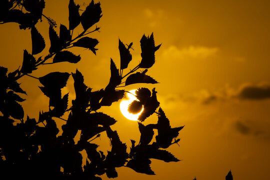 Silueta del &aacute;rbol con el sol detr&aacute;s un hermoso contraluz