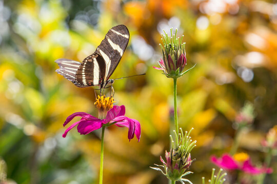 Mariposa en una flor en Panam&aacute;