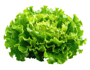 A vibrant, fresh green lettuce head with ruffled, textured leaves