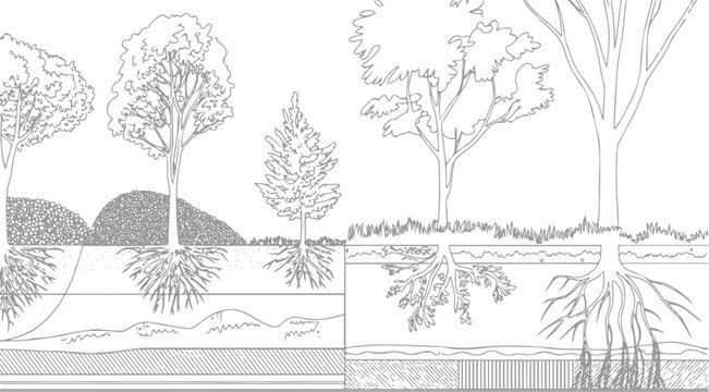 Cross section of various tree root systems in different soil layers and ground conditions roots