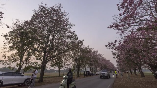 Nakhonpathom , Thailand - 23 Feb, 2026 : a lot of Traveler at Pink trumpet tree row for take the photo  