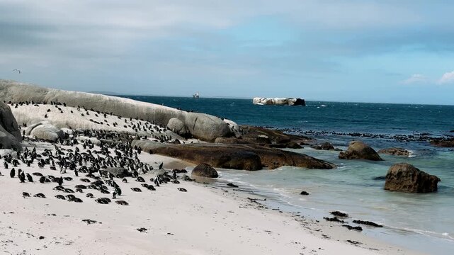 Cape Town penguins on the shore