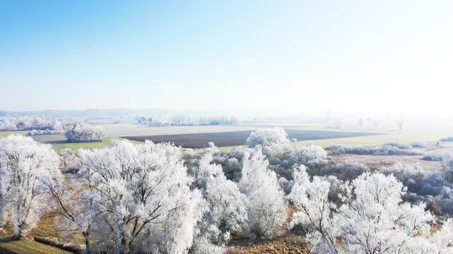 Diese stimmungsvolle Aufnahme zeigt die winterliche Pracht bei Illertissen. M&auml;chtige B&auml;ume, deren filigrane Zweige vollst&auml;ndig von glitzerndem Raureif &uuml;berzogen sind, bilden einen strahlend wei&szlig;en Kon