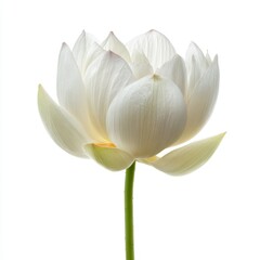 Obraz premium Elegant White Lotus Blossom Isolated on a Clean Background with Delicate Petals and Vibrant Green Stem