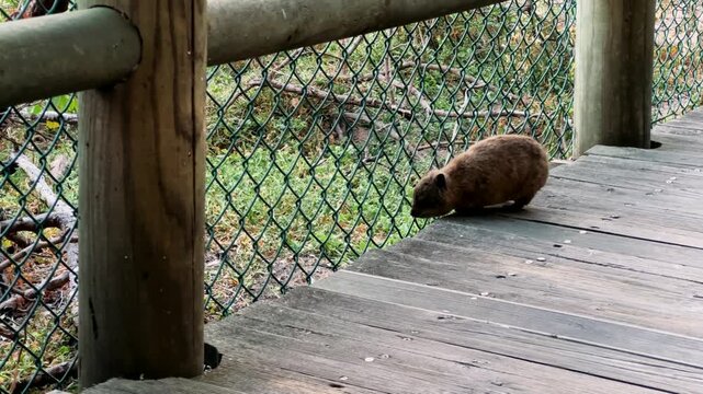A rock hyrax roams and eats freely in Cape Town.