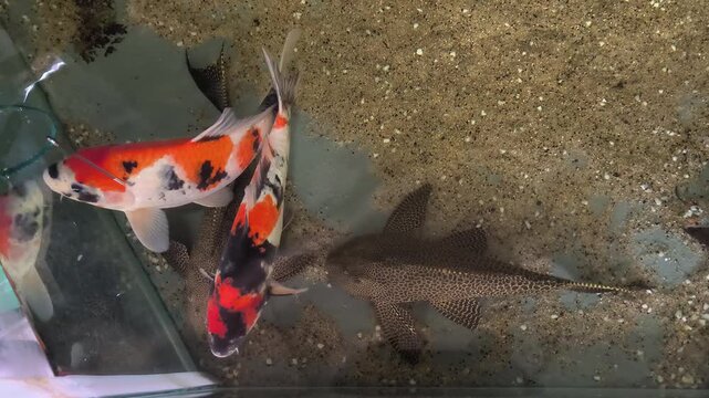 Aerial view of pleco fish, devil fish or aquarium cleaner, and koi fish, characterized by their white body with red and black spots, inside an aquarium