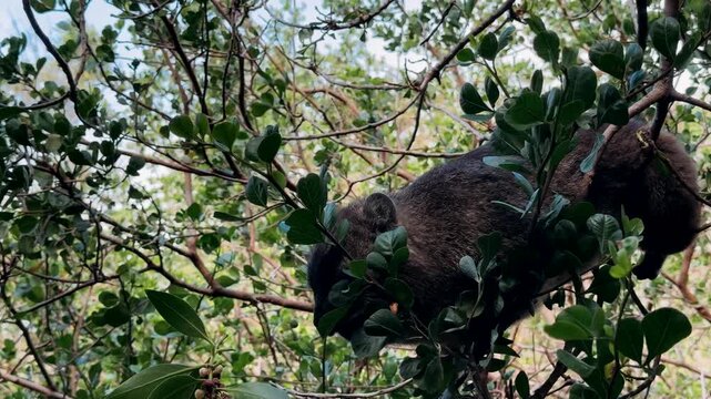 A rock hyrax roams and eats freely in Cape Town.