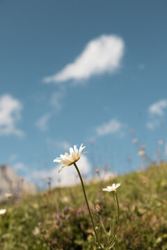 Summer Daisy in Bloom &ndash; Wildflower in Sunny Meadow