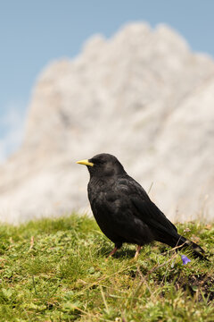 Black Alpine Bird Perched on Mountain Peak &ndash; High Altitude Wildlife