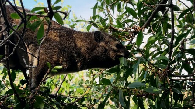 A rock hyrax roams and eats freely in Cape Town.