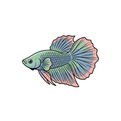 Fototapeta premium Colorful Betta fish vector illustration. Siamese fighting fish with blue and pink fins isolated on white. Aquarium pet icon