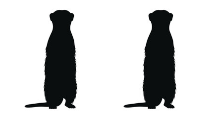 Two meerkats standing upright a striking black silhouette © Taylor