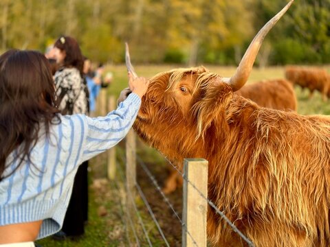 Woman Petting a Scottish Highland Cow on a Farm