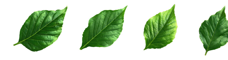 Obraz premium Four vibrant green leaves against a black background