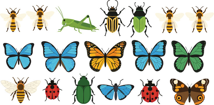Butterflies bees and beetles collection with colorful insects and nature wildlife illustration set