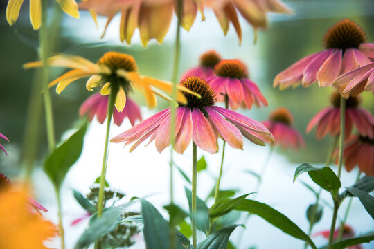 Colorful Flowers Background &ndash; Vibrant Floral Spring Nature
