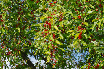Doldige &Ouml;lweide,  Elaeagnus umbellata