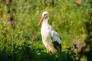 Fototapeta premium White Stork Standing in Green Habitat