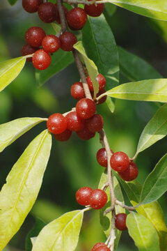 Doldige &Ouml;lweide,  Elaeagnus umbellata