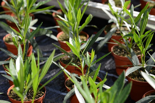Oleander,  Nerium oleander