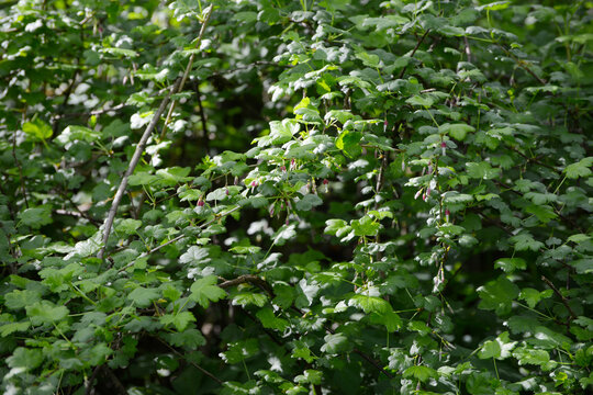 Oregon-Stachelbeere Ribes divaricatum