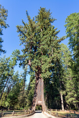 Fototapeta premium Wide View of Drive Through Redwood Tree in Northern California