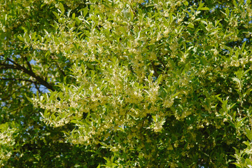 Doldige &Ouml;lweide,  Elaeagnus umbellata