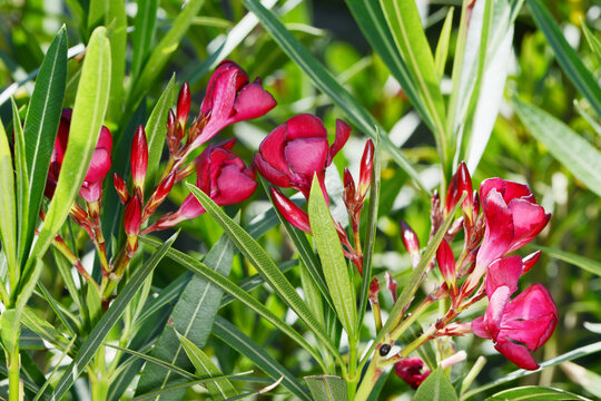 Oleander,  Nerium oleander