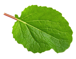 Fototapeta premium A single, vibrant green leaf with red stem veins, detailed texture, isolated on black