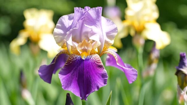 Closeup of a vibrant purple and yellow bearded iris flower in full bloom showcasing intricate petal details and a soft green garden background with other irises.
