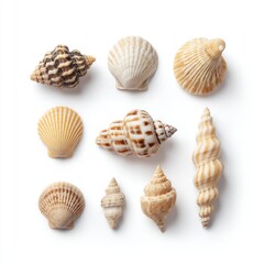 Assortment of Beautiful and Diverse Seashells on a Clean White Background for Decorative and Artistic Use