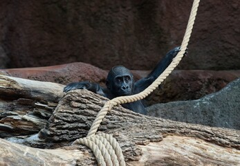 baby gorilla © Hana