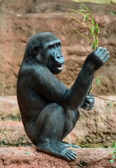 baby gorilla © Hana