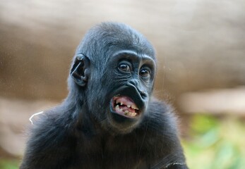 baby gorilla behind glass © Hana